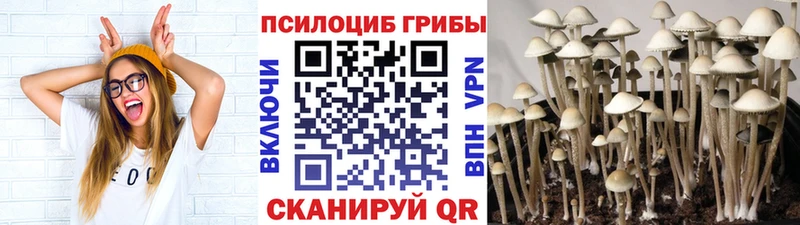 Купить  Сибай  Псилоцибиновые грибы Cubensis 